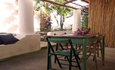 small_ficus_4.jpg